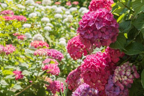 Hydrangeas vani