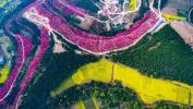 Ova snimka drona kineskog proljetnog cvijeta je zapanjujuća