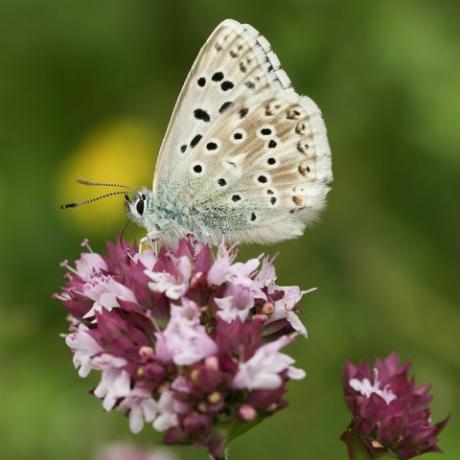 zapanjujući muški kreda brdo plavi leptir poliomatus koridon koji se nektarira na cvijetu mažurana