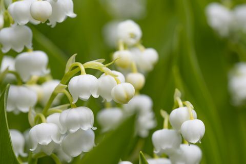 Ljiljan (Convallaria majalis)