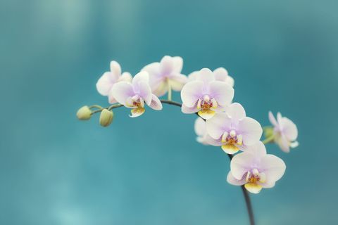 Svježe bijele orhideje protiv tirkizno plave pozadine.