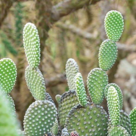 opuntia microdasys albida kaktus u vrtu kaktusa, naziva se i anđeoskim krilima, kaktusom zečjih ušiju, kaktusom zečića ili kaktusom u točkicama