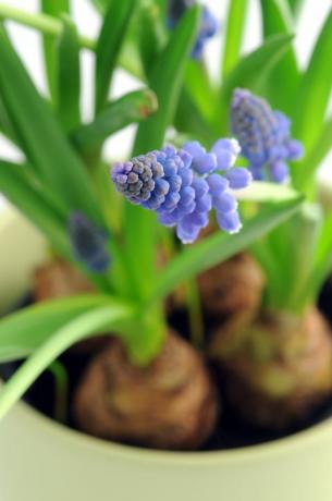 Grožđa Hyacinth u loncu na izoliranoj bijeloj pozadini