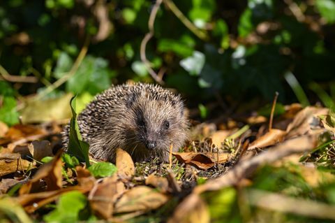 mladi jež erinaceus europaeus u vrtu između suhog lišća sunčanog jesenskog dana