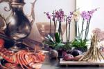 3 vrste orhideja koje će vam pomoći u prihvaćanju Harmonizirajućeg trenda za 2017. godinu