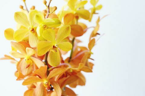 Zatvorite gomilu žutih i narančastih orhideja