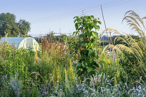 alotment garden u Oxfordshireu osvojio je nagradu za vrt godine u svjetskom časopisu bbc gardeners 2021.