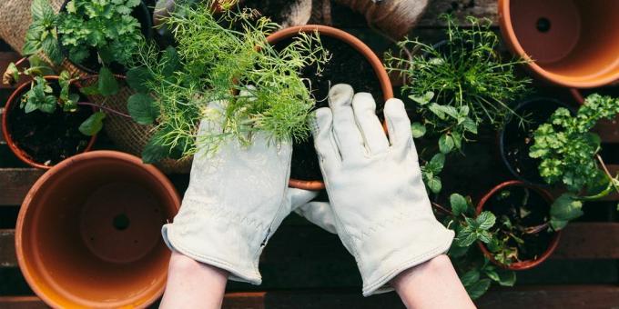 ruke u vrtlarskim rukavicama sadnica