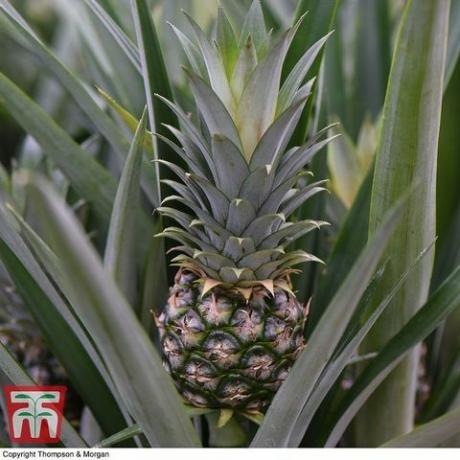 Ananas biljka (kućna biljka)