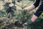 Kako posaditi živo božićno drvce