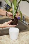 Kako ponovno posaditi biljku - najbolji način za uzgoj biljke