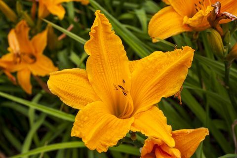 Hemerocallis 'Izgaranje dnevnog svjetla'