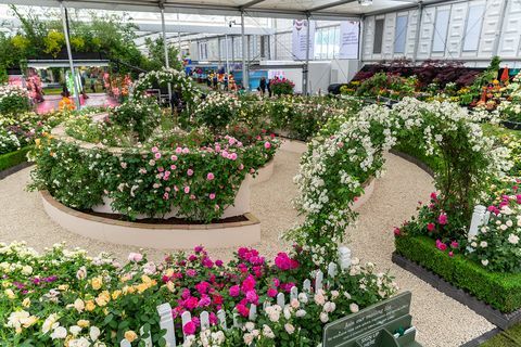 David Austin Roses, Chelsea Flower Show 2019