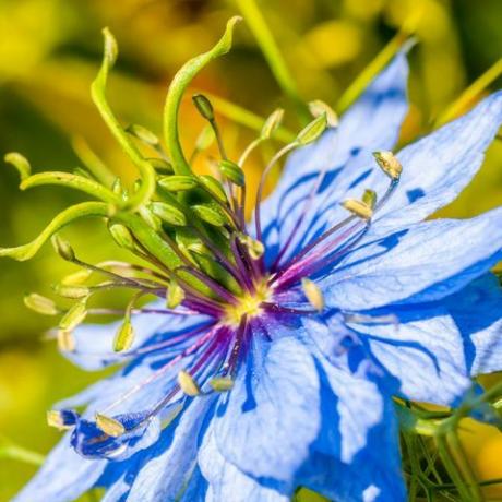 close up macro nigella električni plavi cvijet
