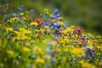 Kako Wildflowers mogu smanjiti upotrebu pesticida