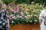 RHS Hampton: David Austin Rainbow of Roses doniran bolnici NHS