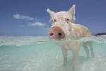 Poznate svinje za plivanje na Bahamima pronađene mrtve nakon što im turisti daju alkohol