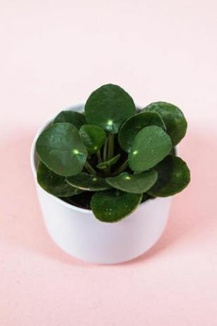 Pilea Peperomioides, lonac od 2 inča