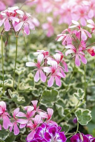 lijepi blijedoružičasti ljetni cvjetovi pelargonija sa šarolikim lišćem