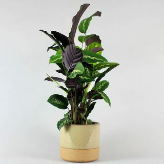 Calathea Maui & Sand Storm Pot