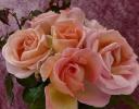 Sweet Syrie ruža lansira u RHS Chelsea Flower Showu