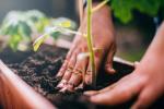 Vrtlarstvo bez kopanja: Vodič Charlesa Dowdinga do Ne kopajte