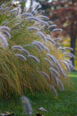 pennisetum alopecuroides hameln kultivirana lisičja trava fontana koja raste u parku, prekrasna ukrasna jesenska hrpa fontana