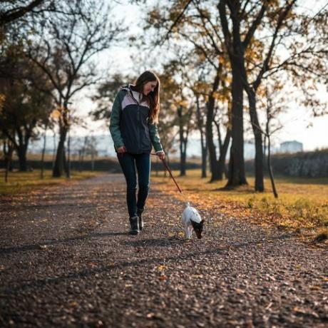 mlada žena koja šeta s jack rusell terijerom u javnom parku pri zalasku sunca