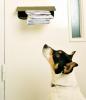 Ove godine bilo je 2500 napada pasa na poštare, piše Royal Mail