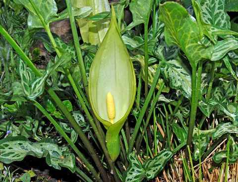 otrovni vrt: arum maculatum