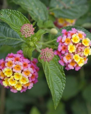 cvjetovi tropske biljke lantana camara, također poznate kao španjolska zastava ili zapadnoindijska lantana mexico