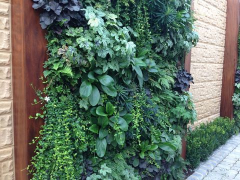 Okomiti, živi i zeleni zidovi u vrtu