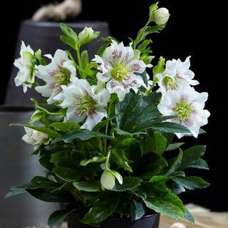 Biljka Helleborus orientalis Zdravo biser