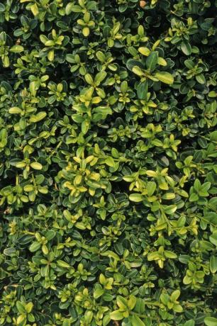 Buxus sempervirens 'Patuljak Kingsville', sorta koja pokazuje obilje zeleno-žutog lišća