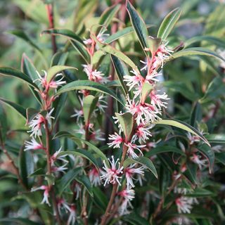 Sarcococca hookeriana var. digyna 'Ljubičasta stabljika'