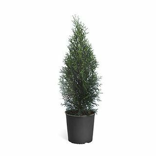 Smaragdno zeleno stablo zimzelena Arborvitae