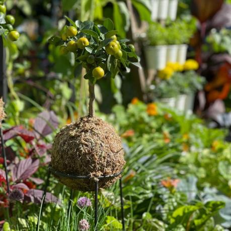 ona uzgaja povrće ustani i uzgajaj jestivi vrt, zona dodjele hampton Court Palace Garden Festival 2021.