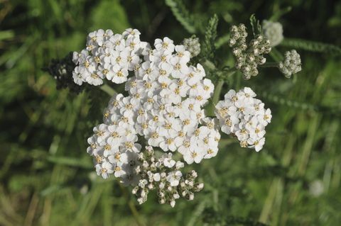 Cvjetnjak jagoda (Achillea millefolium)