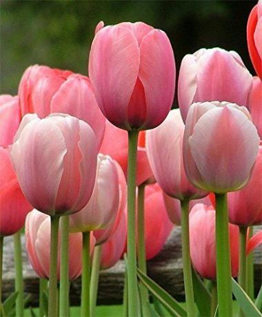 20 žarulja tulipana