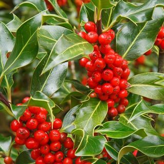 Ilex aquifolium 'J.C. van Tol '