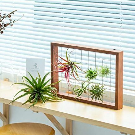 Mkono Air Plant Frame