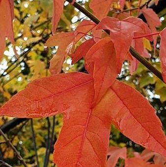 Acer Buergerianum trozubi javor