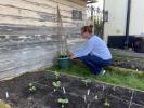 Novi cvjetni projekt vidi kako Britanci uzgajaju cvijeće za starije susjede