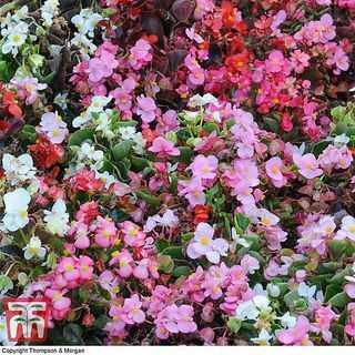 Begonia semperflorens 'Lotto Mixed'
