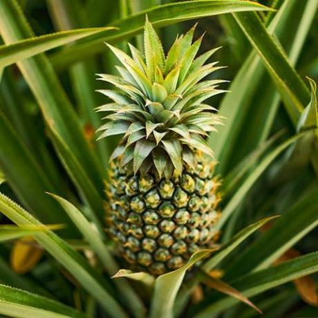 Jestiva biljka ananasa u zatvorenom prostoru - Ananas comosus