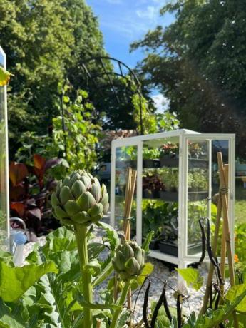 ona uzgaja povrće ustaje i uzgaja jestivi vrt, zona dodjele hampton court palace festival vrt 2021