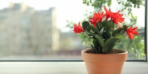 prekrasno cvjetajuća biljka schlumbergera kaktus za Božić ili Dan zahvalnosti u loncu na prozorskoj dasci prostor za tekst