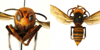 Što je azijski gigantski hornet? "Ubojica hornet" uočen u SAD-u
