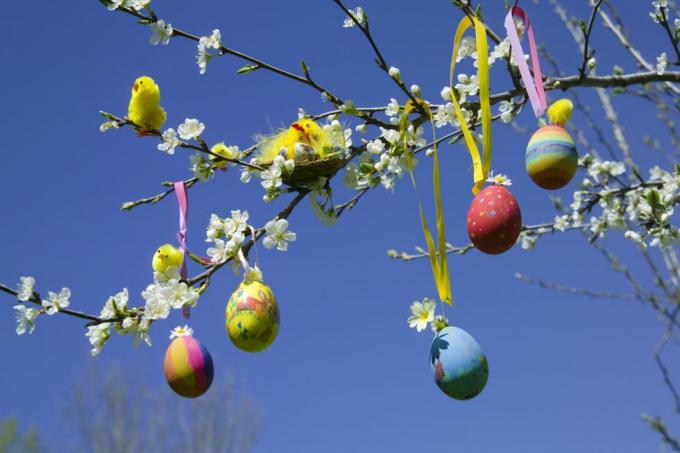 Uskršnja jaja i igračke pilići na grani drveta