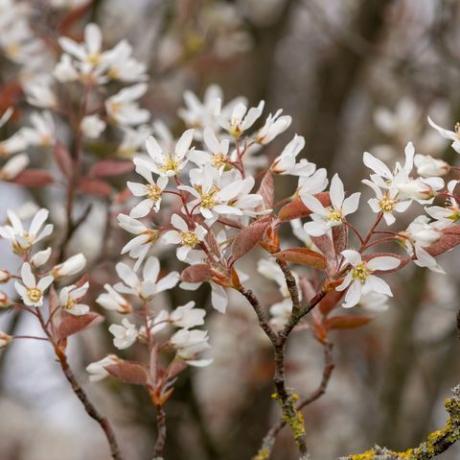 close up of glatke serviceberry amelanchier laevis cvjetovi u cvatu